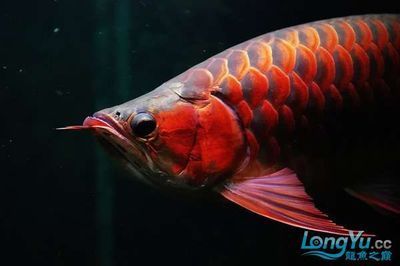紅龍魚兜嘴是什么樣子（關于紅龍魚兜嘴的問題）