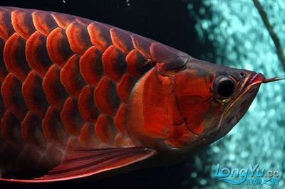紅龍魚兜嘴是什么樣子（關于紅龍魚兜嘴的問題）