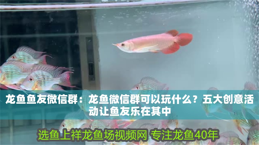 龍魚魚友微信群:龍魚微信群可以玩什么?五大創意活動讓魚友樂在其中 龍魚百科 第1張 龍魚魚友微信群:龍魚微信群可以玩什么?五大創意活動讓魚友樂在其中 龍魚魚友微信群:龍魚微信群可以玩什么?五大創意活動讓魚友樂在其中 龍魚百科 第1張