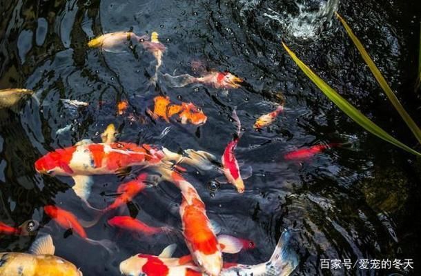 龍魚和鸚鵡混養(yǎng)技巧視頻：龍魚與鸚鵡混養(yǎng)技巧，和諧共處的秘訣