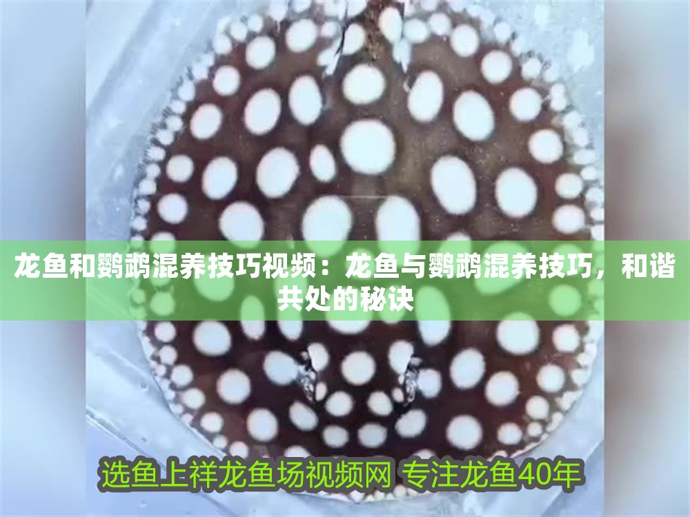 龍魚和鸚鵡混養技巧視頻：龍魚與鸚鵡混養技巧，和諧共處的秘訣