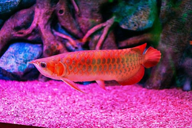 帝龍紅龍魚的市場炒作情況 帝龍紅龍魚的市場炒作情況 龍魚百科 第1張