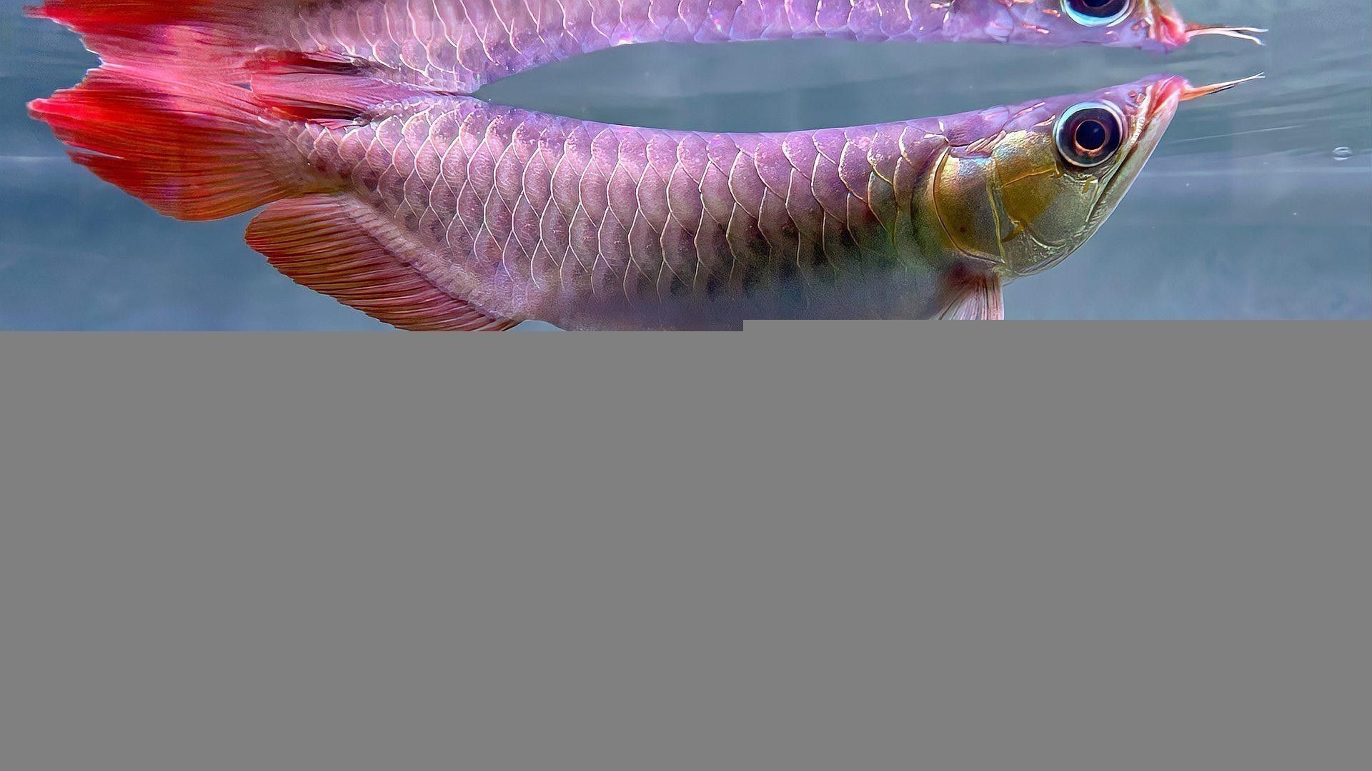 帝龍紅龍魚的市場炒作情況 帝龍紅龍魚的市場炒作情況 龍魚百科 第9張