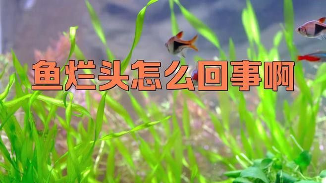 如何預防龍魚爛頭病的發生？ 如何預防龍魚爛頭病的發生？ 龍魚百科 第1張