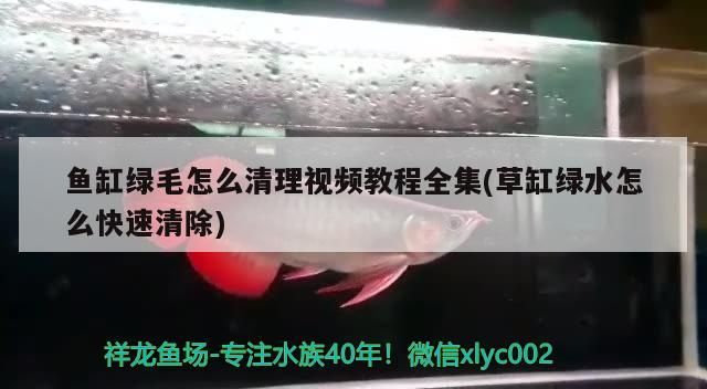 金龍魚適合和什么魚混養(yǎng)：金龍魚適合和什么魚混養(yǎng)好 金龍魚適合和什么魚混養(yǎng)：金龍魚適合和什么魚混養(yǎng)好 龍魚百科 第2張
