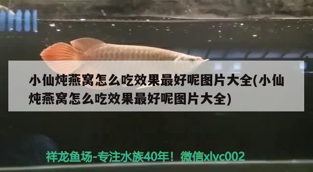 金龍魚適合和什么魚混養：金龍魚適合和什么魚混養好