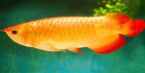 屬龍的能養龍魚嗎：養龍魚是否適合屬龍的人？
