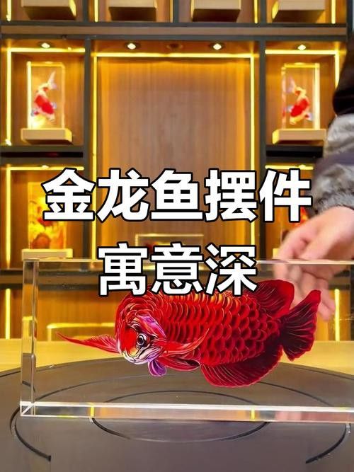 紅龍魚(yú)好養(yǎng)還是金龍魚(yú)好養(yǎng)呢圖片
