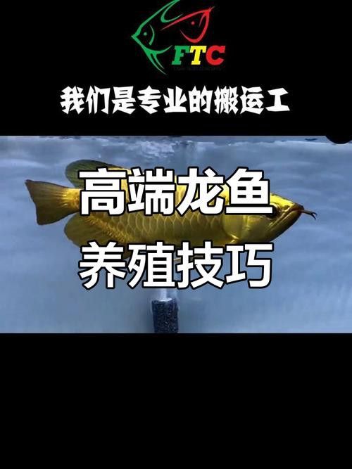 紅龍魚(yú)好養(yǎng)還是金龍魚(yú)好養(yǎng)呢圖片