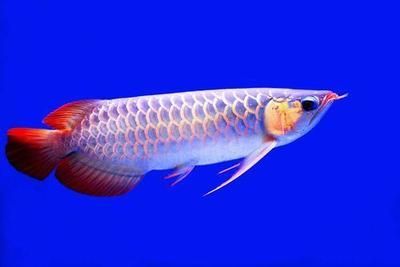 福龍魚有哪幾種：30篇福龍魚的種類福龍魚的種類和品種福龍魚的品種 福龍魚有哪幾種：30篇福龍魚的種類福龍魚的種類和品種福龍魚的品種 龍魚百科 第3張