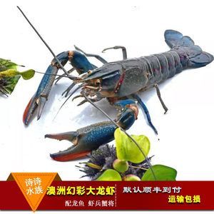 龍魚一天一個(gè)蝦：龍魚一天喂一個(gè)蝦的數(shù)量是否適當(dāng)