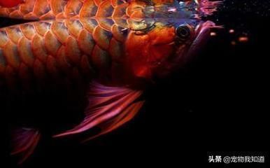 紅龍魚側燈好還是頂燈好（側燈和頂燈對紅龍魚影響對比）
