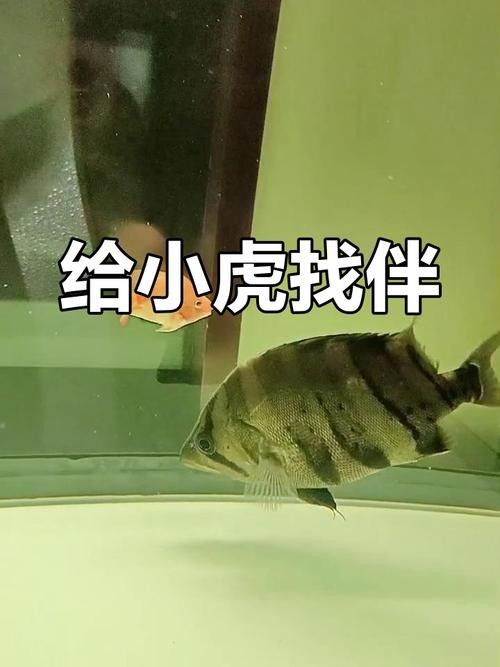 龍魚缸養什么魚好養活