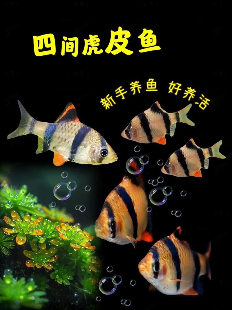 龍魚缸養什么魚好養活