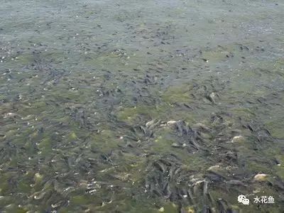 如何判斷金龍魚是否病死？