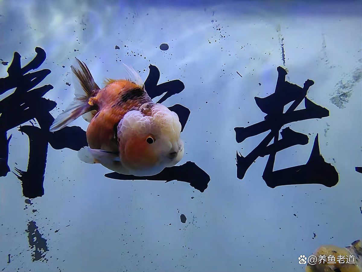 一條龍魚配幾條虎魚合適呢圖片欣賞