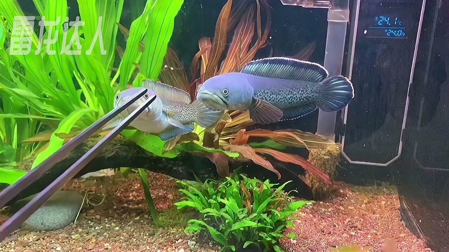 藍寶石雷龍魚好養嗎怎么養活