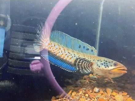 藍寶石雷龍魚好養嗎怎么養活