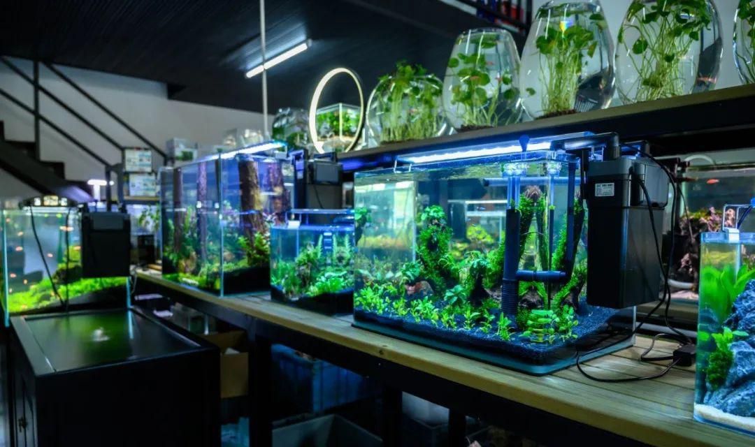 黃龍魚怎么養才能養活：黃龍魚怎么養才能養活黃龍魚的養殖方法 黃龍魚怎么養才能養活：黃龍魚怎么養才能養活黃龍魚的養殖方法 龍魚百科 第2張