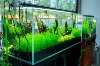 黃龍魚怎么養才能養活：黃龍魚怎么養才能養活黃龍魚的養殖方法 黃龍魚怎么養才能養活：黃龍魚怎么養才能養活黃龍魚的養殖方法 龍魚百科 第3張