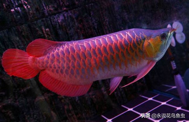 紅龍魚(yú)王與辣椒紅龍魚(yú)的區(qū)別，紅龍魚(yú)王與辣椒紅龍魚(yú)在外觀、發(fā)色模式和價(jià)格區(qū)別