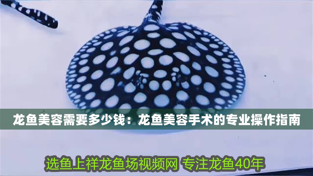 龍魚美容需要多少錢：龍魚美容手術(shù)的專業(yè)操作指南 龍魚美容需要多少錢：龍魚美容手術(shù)的專業(yè)操作指南 龍魚百科 第1張