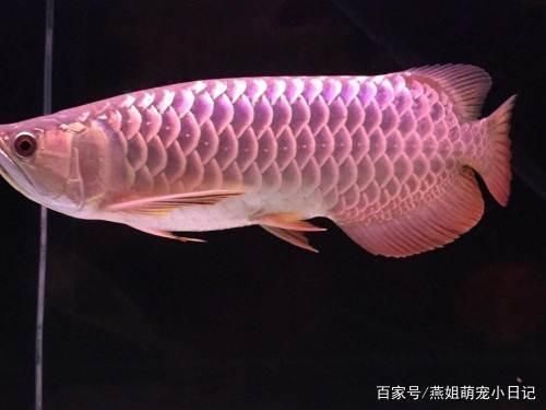 推薦幾款適合拍攝小龍魚的相機 推薦幾款適合拍攝小龍魚的相機 龍魚百科 第5張