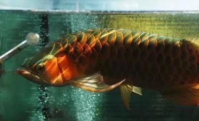 龍魚的名字：龍魚在中國文化中的地位與文化象征意義和地位的特點