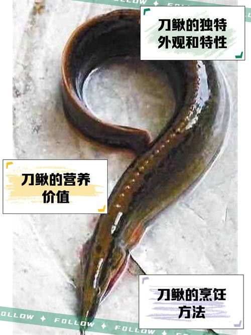 如何在挑選龍?chǎng)q魚時(shí)保證新鮮？ 如何在挑選龍?chǎng)q魚時(shí)保證新鮮？ 龍魚百科 第3張