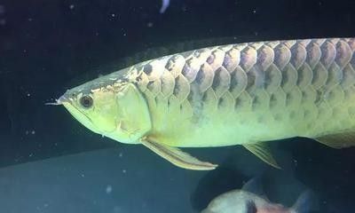 龍魚擋災的寓意和象征：龍魚在風水學中的寓意 龍魚擋災的寓意和象征：龍魚在風水學中的寓意 龍魚百科 第5張