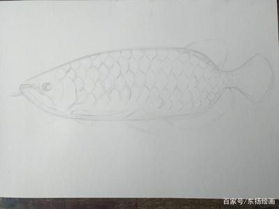 龍魚怎么畫最難最帥素描