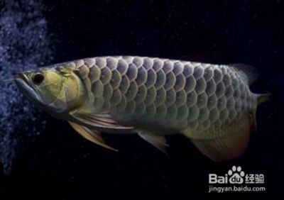 藍底金龍魚是什么品種：關于藍底金龍魚的一些詳細信息