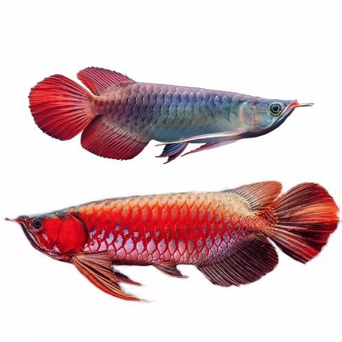 赤血紅龍魚圖片大全