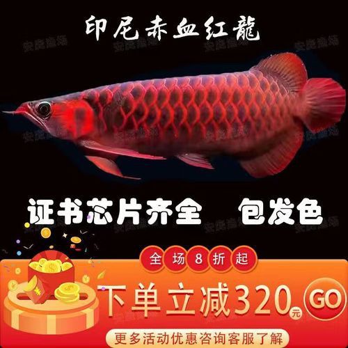赤血紅龍魚圖片大全