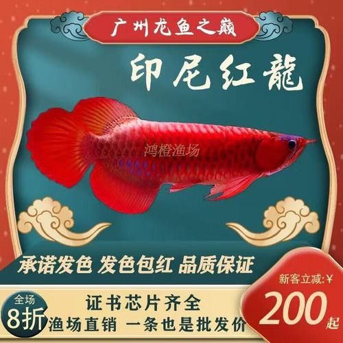 赤血紅龍魚圖片大全