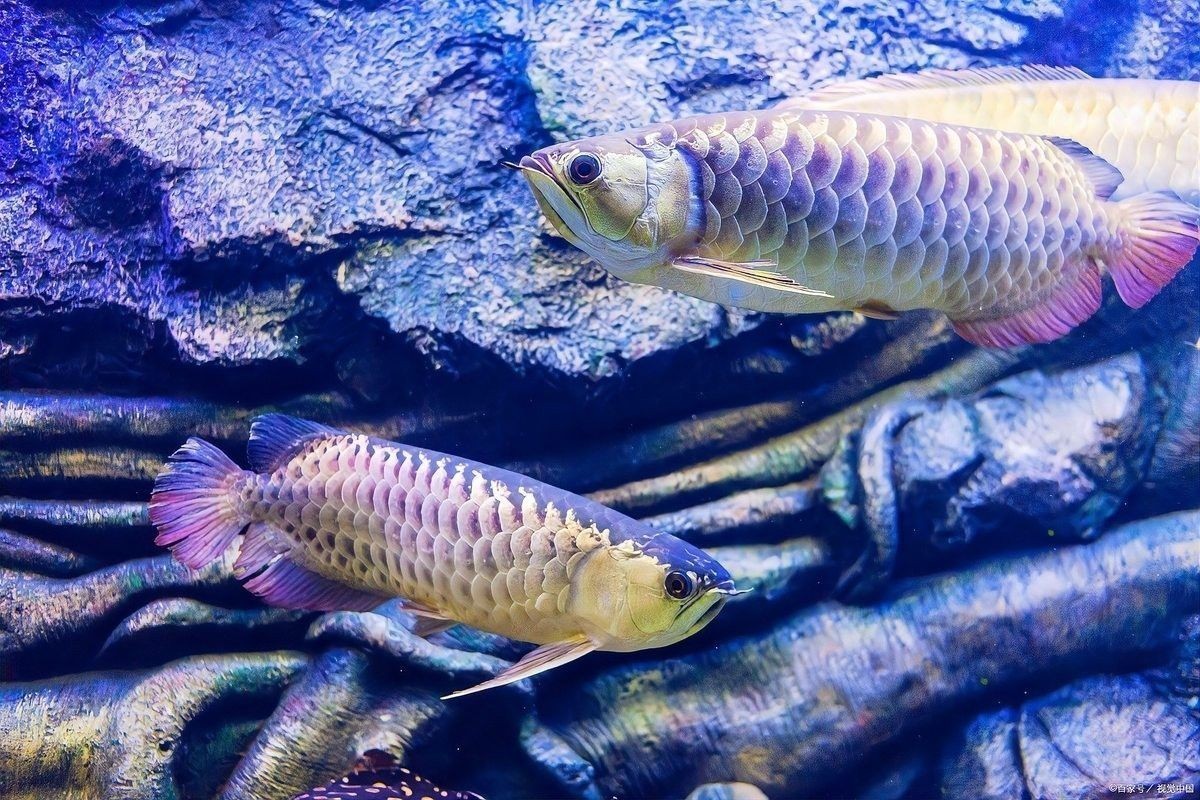龍魚(yú)不愛(ài)游動(dòng)弓背怎么回事