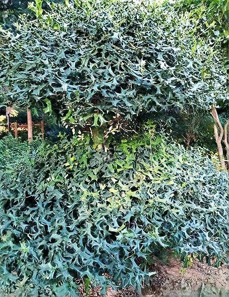 老虎刺是什么樣子的