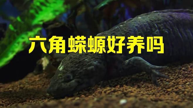 恐龍魚(yú)趴水底不動(dòng)怎么回事