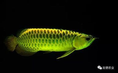 40公分龍魚多少麻藥（給龍魚做掉眼手術，麻藥的劑量放多少？）
