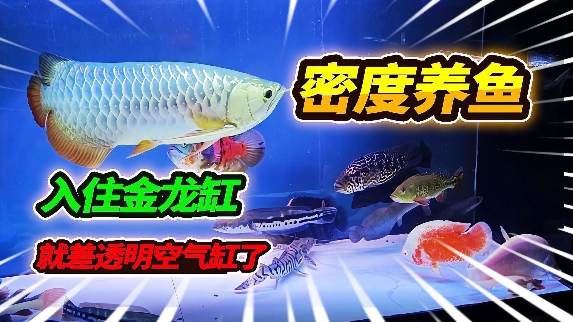 80公分金龍魚需要多大的魚缸？