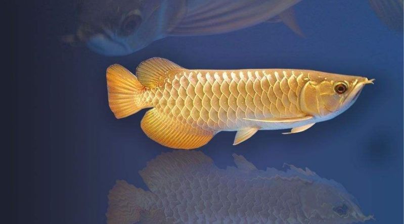 青龍魚長大后圖片視頻 青龍魚長大后圖片視頻 龍魚百科 第1張