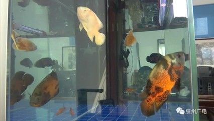 家里養的紅龍魚突然死了代表什么【如何判斷紅龍魚是否正常死亡】 家里養的紅龍魚突然死了代表什么【如何判斷紅龍魚是否正常死亡】 龍魚百科 第2張