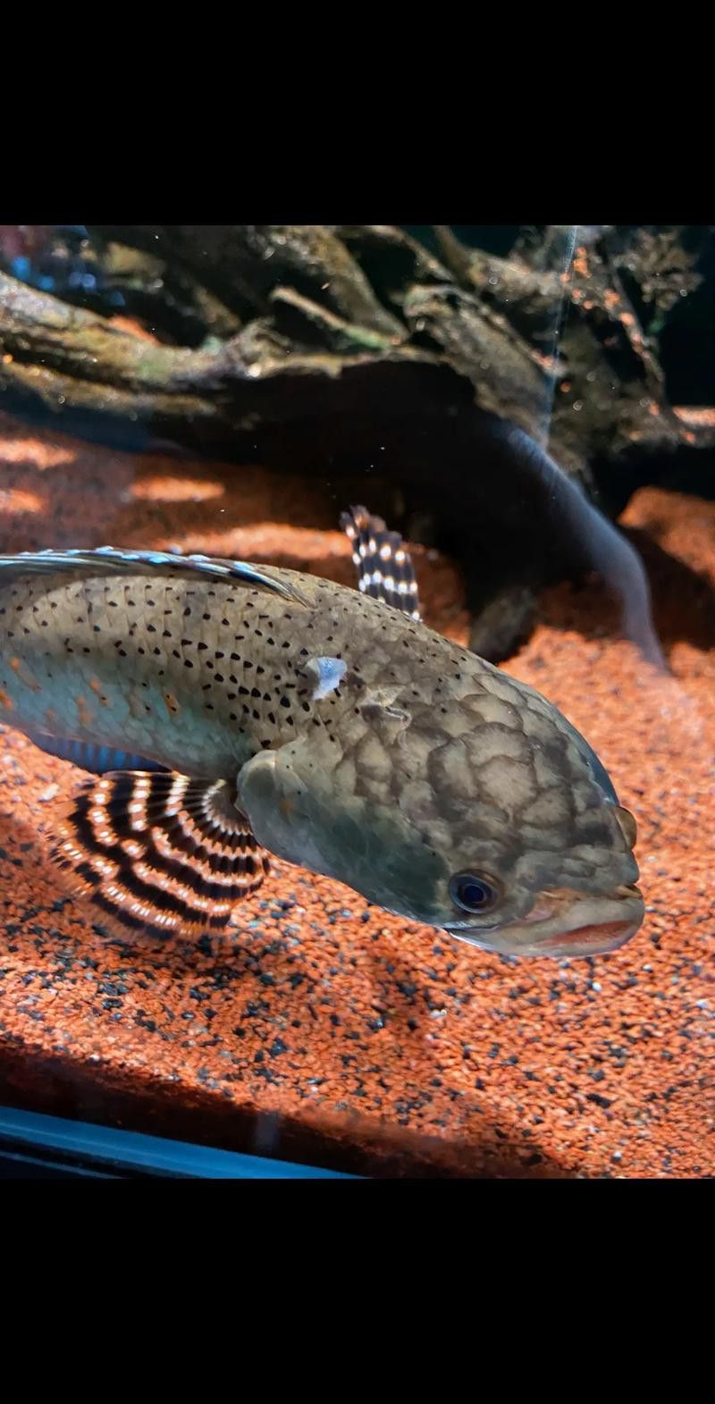 如何預防雷龍魚眼睛內凹？