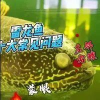 如何預防雷龍魚眼睛內凹？