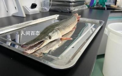 龍魚怎么打包發貨給別人:龍魚打包用什么鎮定劑,龍魚長途運輸注意事項 龍魚百科 第2張 龍魚怎么打包發貨給別人:龍魚打包用什么鎮定劑,龍魚長途運輸注意事項 龍魚怎么打包發貨給別人:龍魚打包用什么鎮定劑,龍魚長途運輸注意事項 龍魚百科 第2張