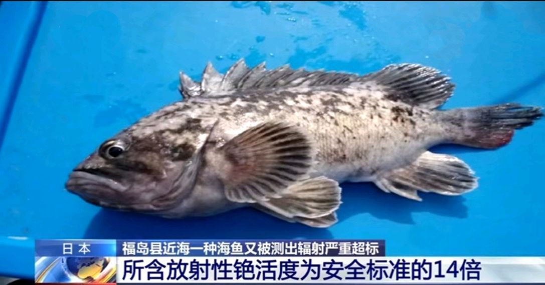 龍魚怎么打包發貨給別人:龍魚打包用什么鎮定劑,龍魚長途運輸注意事項 龍魚百科 第5張 龍魚怎么打包發貨給別人:龍魚打包用什么鎮定劑,龍魚長途運輸注意事項 龍魚怎么打包發貨給別人:龍魚打包用什么鎮定劑,龍魚長途運輸注意事項 龍魚百科 第5張