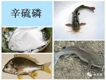 龍魚怎么打包發貨給別人:龍魚打包用什么鎮定劑,龍魚長途運輸注意事項 龍魚百科 第1張 龍魚怎么打包發貨給別人:龍魚打包用什么鎮定劑,龍魚長途運輸注意事項 龍魚怎么打包發貨給別人:龍魚打包用什么鎮定劑,龍魚長途運輸注意事項 龍魚百科 第1張