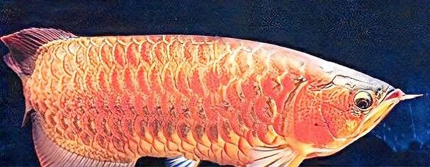 龍魚后三鰭撐開(kāi)需要多久恢復(fù)？
