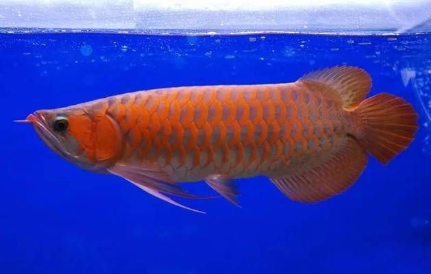 龍魚(yú)為什么死：龍魚(yú)死亡原因可能是多方面的，飼養(yǎng)者應(yīng)注意這些問(wèn)題 龍魚(yú)為什么死：龍魚(yú)死亡原因可能是多方面的，飼養(yǎng)者應(yīng)注意這些問(wèn)題 龍魚(yú)百科 第3張