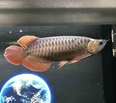 短身龍魚怎么造成的(為什么短身龍魚那么貴?) 龍魚百科 第1張 短身龍魚怎么造成的(為什么短身龍魚那么貴?) 短身龍魚怎么造成的(為什么短身龍魚那么貴?) 龍魚百科 第1張